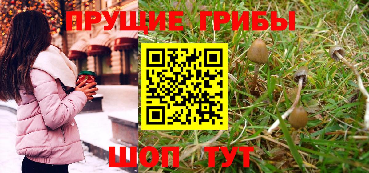Галлюциногенные грибы Psilocybe Ярцево